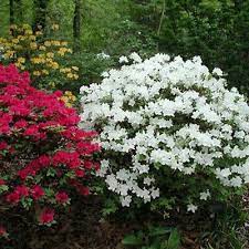 The White Azalea Japonicas Are An Elegant Evergreen Shrub To Sit In Any Garden Border Or Bed It Is Simple But Effe Evergreen Shrubs Azaleas Landscaping Shrubs