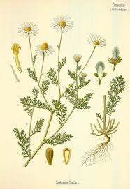 Soothing lavender & chamomile flowers. A Modern Herbal Chamomiles