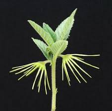 Image result for Dorstenia benguellensis