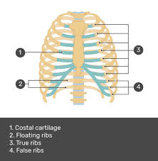 The anatomy of the human ribs is made up of 24 ribs which are parted in 12 pairs (each on the left and right side of the chest wall), with the sternum, metasternum (the xiphoid process), and the costal cartilages all situated at the anterior of the chest wall, followed by the thoracic vertebrae on the posterior of the chest wall. Structure Of The Ribcage And Ribs