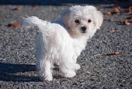 Be cautious if you find a maltese shih tzu mix for cheap, because it could mean they've come from a backyard breeder who isn't concerned with breeding healthy, happy dogs. Maltese Puppy Price In Mumbai Maltese Puppy Sale