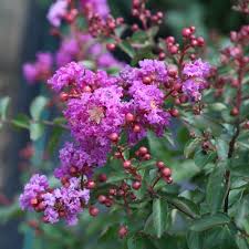 Image result for Lagerstroemia