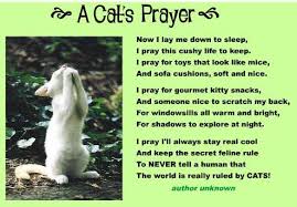 There are many options when it comes to prayers, both contemporary and ancient. Cat Prayer Quotes Quotesgram