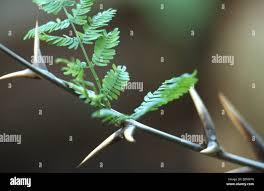 Image result for Acacia cornigera