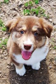The more organizations that we can highlight doing these services for pet owners, the more we can keep pets at home with their owners. Dog Adoption St Louis Mo Cat Adoption St Louis Mo