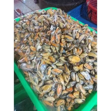 Kerang isi Cipu Lasui/Bia Ronda/Bia Jalla (Per 250 gram)