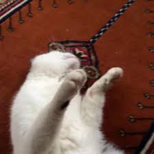 Katzen Wie Es Ist Wenn Das Eigene Haustier Stirbt Fühlen Bento