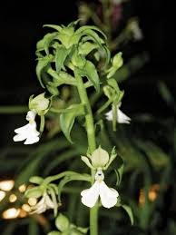 Image result for Calanthe