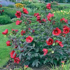 Pin On Garden