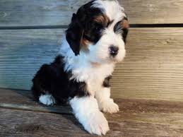 There is no one way to describe the appearance of the mini bernedoodle because there is such wide variation among the crossbreed! View Ad Miniature Bernedoodle Puppy For Sale Near Ohio Millersburg Usa Adn 60283