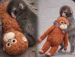 Punch the monkey is the hope we didn't know we needed! In a world that can  feel impossibly heavy, a six-month-old Japanese macaque named Punch stopped  the entire internet in its tracks —