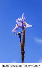 Image result for Moraea schimperi