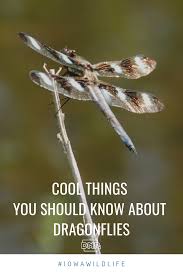 Dragonfly is the common name for any insect belonging to the infraorder (or suborder) anisoptera of the order odonata, characterized by an elongated body, large multifaceted eyes, and two pairs of strong transparent wings, which at rest are typically held out to the side or out and downward. 6 Cool Things You Should Know About Dragonflies Dnr News Releases