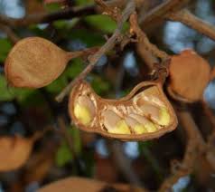 Image result for Rinorea brachypetala