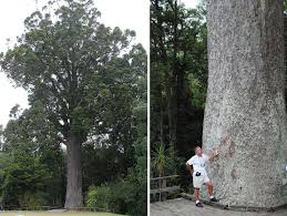 Image result for Agathis