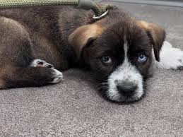 Billies Buddies Animal...