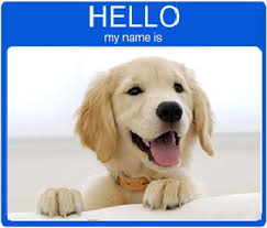 Golden Retriever Names Over 2000 Male Female Names