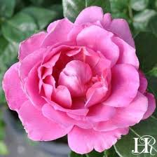 Pretty lady rose is the second in a collection of garden roses named after characters of the popular downton abbey series. Pretty Lady Rose Heirloom Roses Planting Roses Hybrid Tea Roses