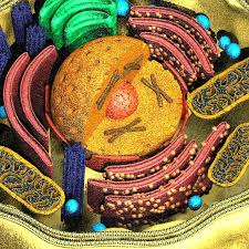 Human Cell 3d Model Cells Project Biology Art Cell Biology