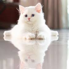 Albino Cats Are Not Simply White Cats Here S Everything You Need To Know About Albino Kitties Albino Cats Are Not Ju In 2020 Weisse Katzen Katzen Susseste Haustiere