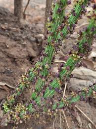 Image result for Stathmostelma fornicatum