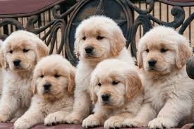 Puppies are limited akc registration, which means they are adpoted as beloved pets and not for breeding purposes. Dog License Goodview Minnesota
