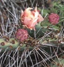 For these ones, the only way of getting them off is by breaking them. Opuntia