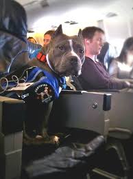 Pin By Ismail Mutlu On Hayat Nanny Dog Pitbulls Pitbull Terrier