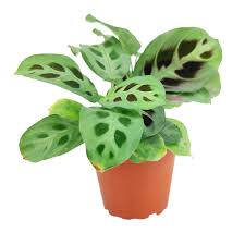 Image result for maranta
