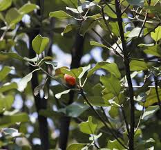 Image result for Manilkara kauki