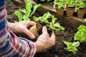 When to plant a winter garden in california. Fall And Winter California Gardening Part 1 Introduction