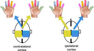Information and translations of ipsilateral in the most comprehensive dictionary definitions resource on the web. Figure 1 1 From Decoding Brain Activation From Ipsilateral Cortex Using Ecog Signals In Humans Semantic Scholar