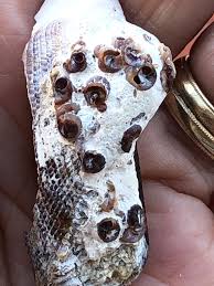 Image result for Macrotyloma rupestre × densiflo