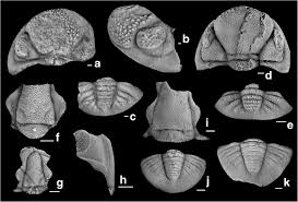 All people in this work: The Devonian Carboniferous Boundary In The Stratotype Area Se Montagne Noire France Springerlink