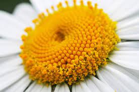 With our premiere collection of fresh cut flowers, plants and expert designers, we'll transform everything from an elegant wedding to a simple thank you into something. 7 Great Flower Shops In San Antonio And New Braunfels Texas Gardening Channel
