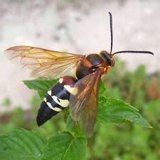 Diatomaceous earth is formed by the fossilized remains of diatoms (tiny aquatic organisms). How To Get Rid Of Cicada Killer Wasps Dengarden