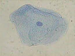 We did not find results for: Plant And Animal Cell Microscope Lab Pangburn S Posts