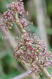 Image result for Urera