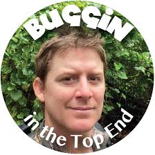 Macro Photography Bees