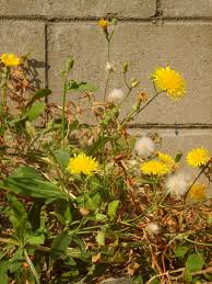 Image result for Sonchus bipontini