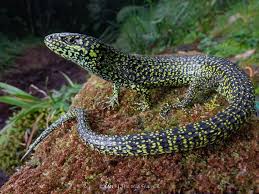 Image result for Elatostema monticola