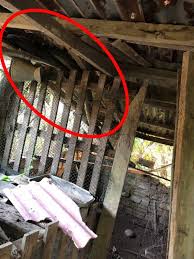 Suara ular tedung selar jantan liar assalamualaikum terima kasih banyak untuk teman teman subscriber yang sudah. Jiran Ternampak Tedung Selar Apm Dipanggil Ke Rumah Bilal Kitareporters Semua Boleh Jadi Reporter