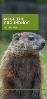 Wild Profile Meet The Groundhog Groundhog Pictures Animal Totems Forest Animals