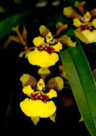 Image result for Ozoroa longipes