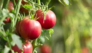 Bevor es mit dem pflanzen losgeht, ist eine sache ganz wichtig: Tomaten Pflanzen Wann Wie Und Die Ideale Pflege
