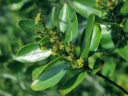 Image result for Rhamnus staddo