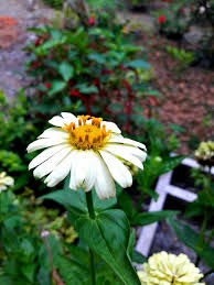 Ada juga nama bunga di indonesia lain yang populer seperti anggrek, dahlia, bunga matahari, kamboja, tulip, sakura, camelia, teratai, seruni dan masih banyak lagi yang. Calendula Flowers Are White Bunga Calendula Berwarna Putih Steemit