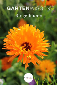 Ringelblume Calendula Officinalis Gartenzauber In 2020 Ringelblume Blumen Pflanzen