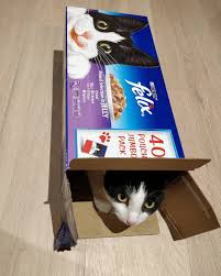 When You Order Cat Food But Get Felix Instead Cats Catsofinstagram Felix Catfood Koshka Kawaii Kitten Blackandwhite Cutecat Petsofinstagram Lo Resim