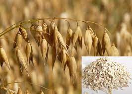 Growing Oats Information For Beginners Asia Farming